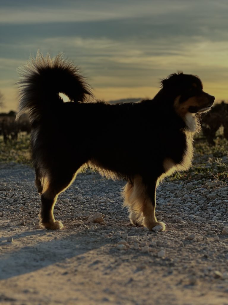 chien